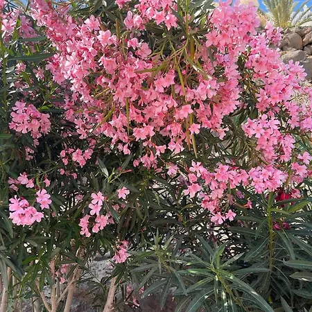 Casa Reina * Jandia (Fuerteventura)