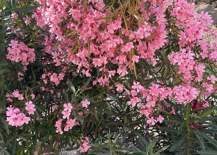 Casa Reina * Playa Jandia